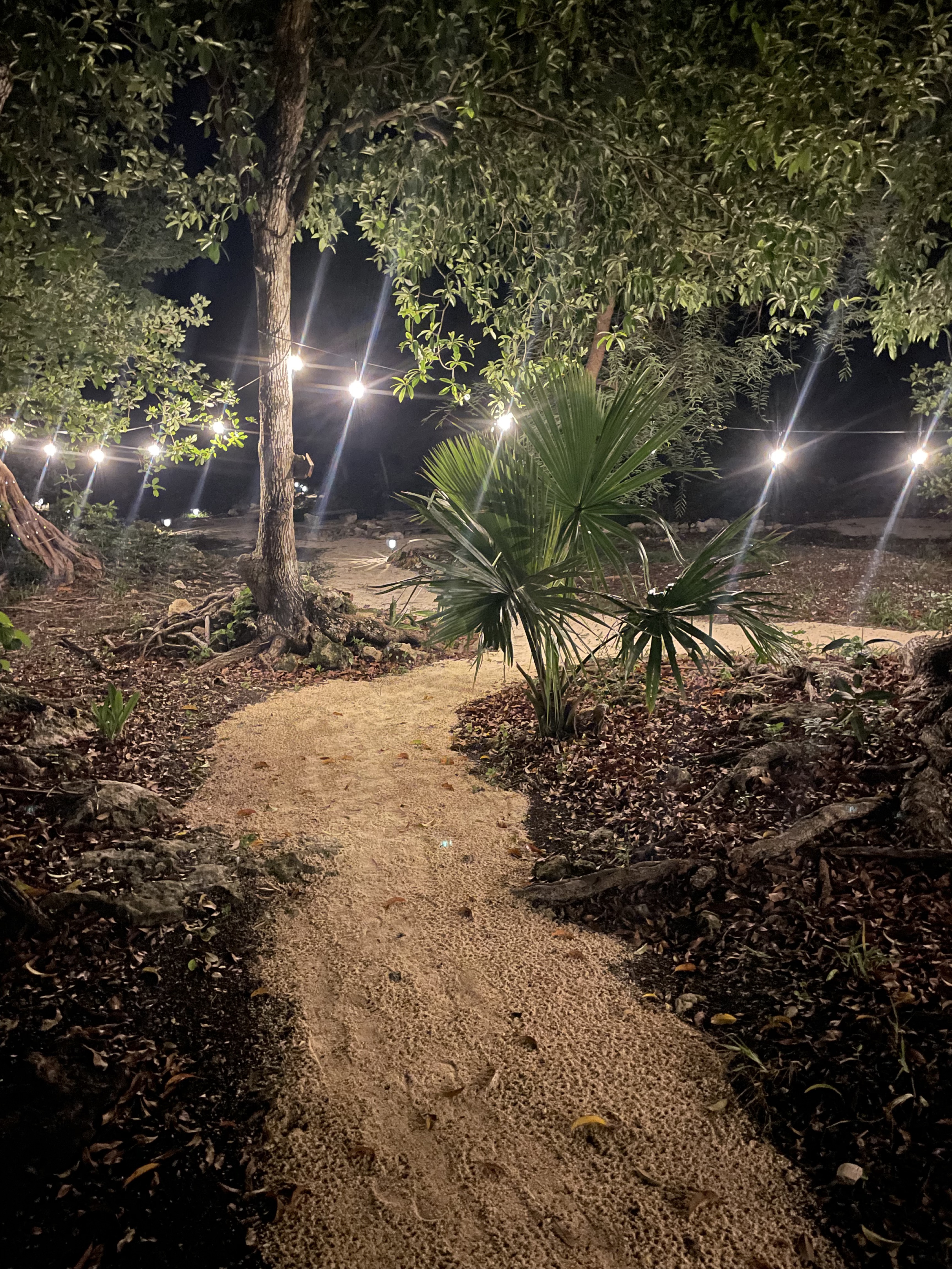 A glowing jungle pathway at night.