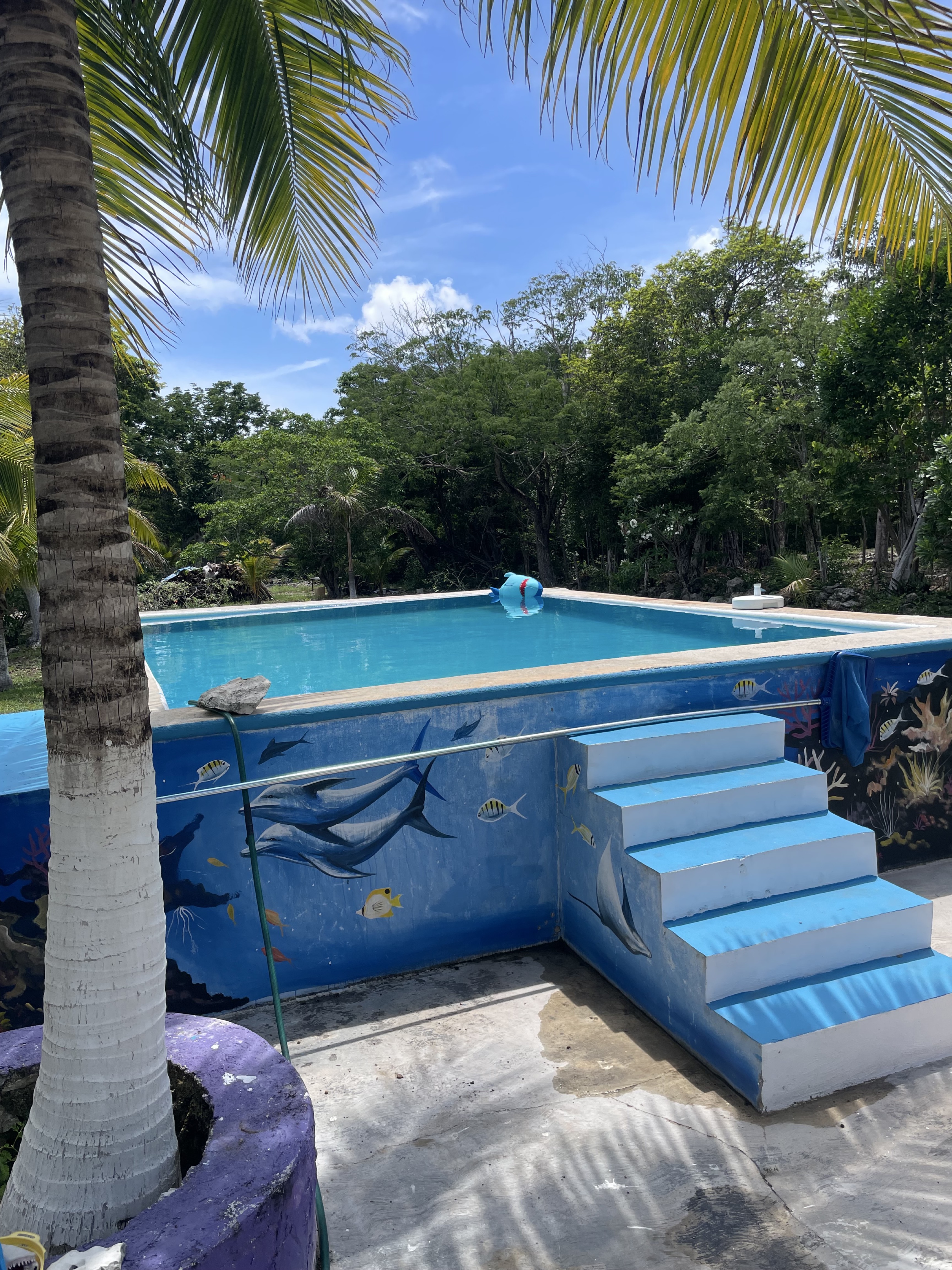 The pool at Wild Side Camping surrounded by tropical trees.