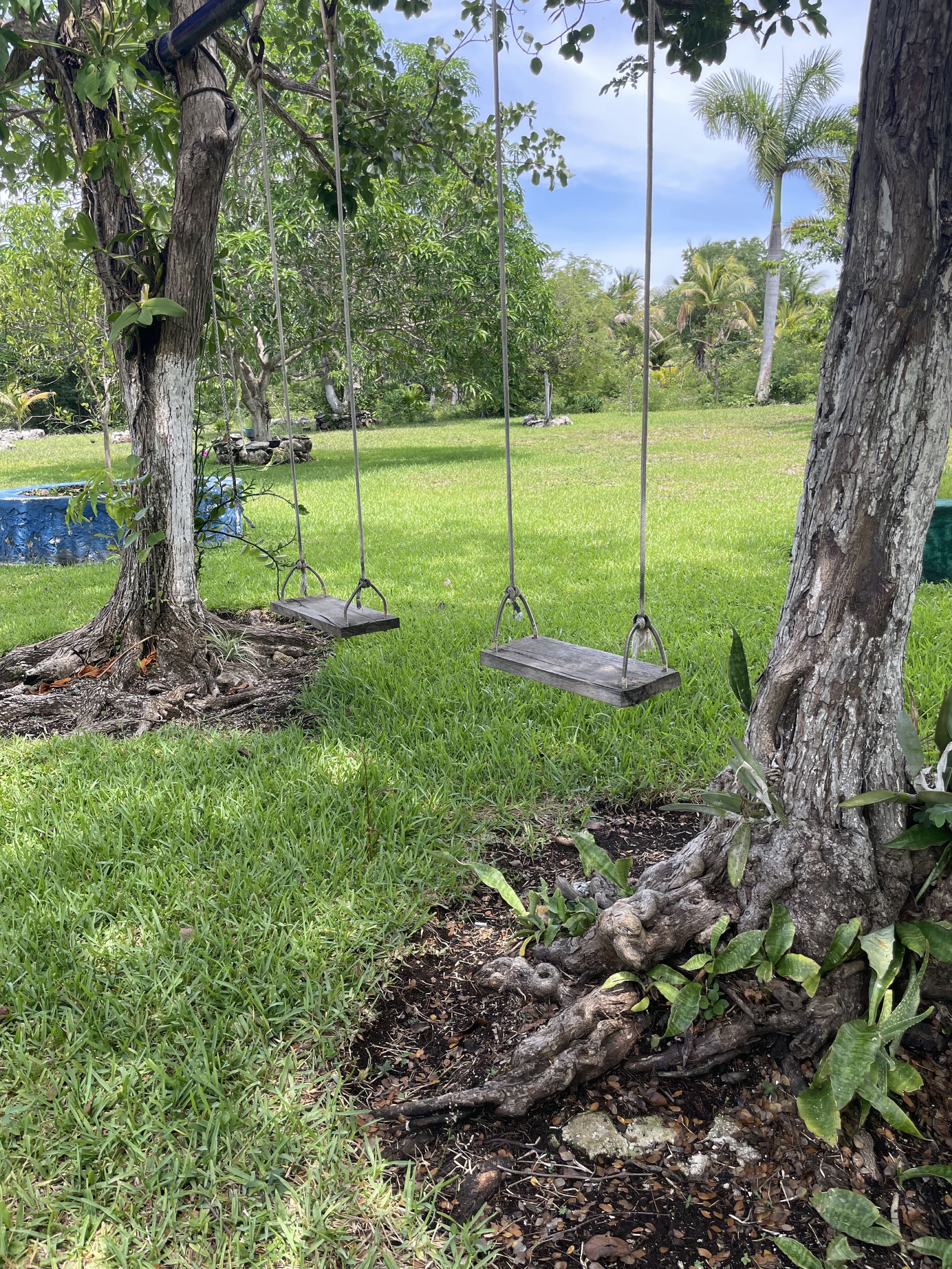 Wooden swings hanging between trees.